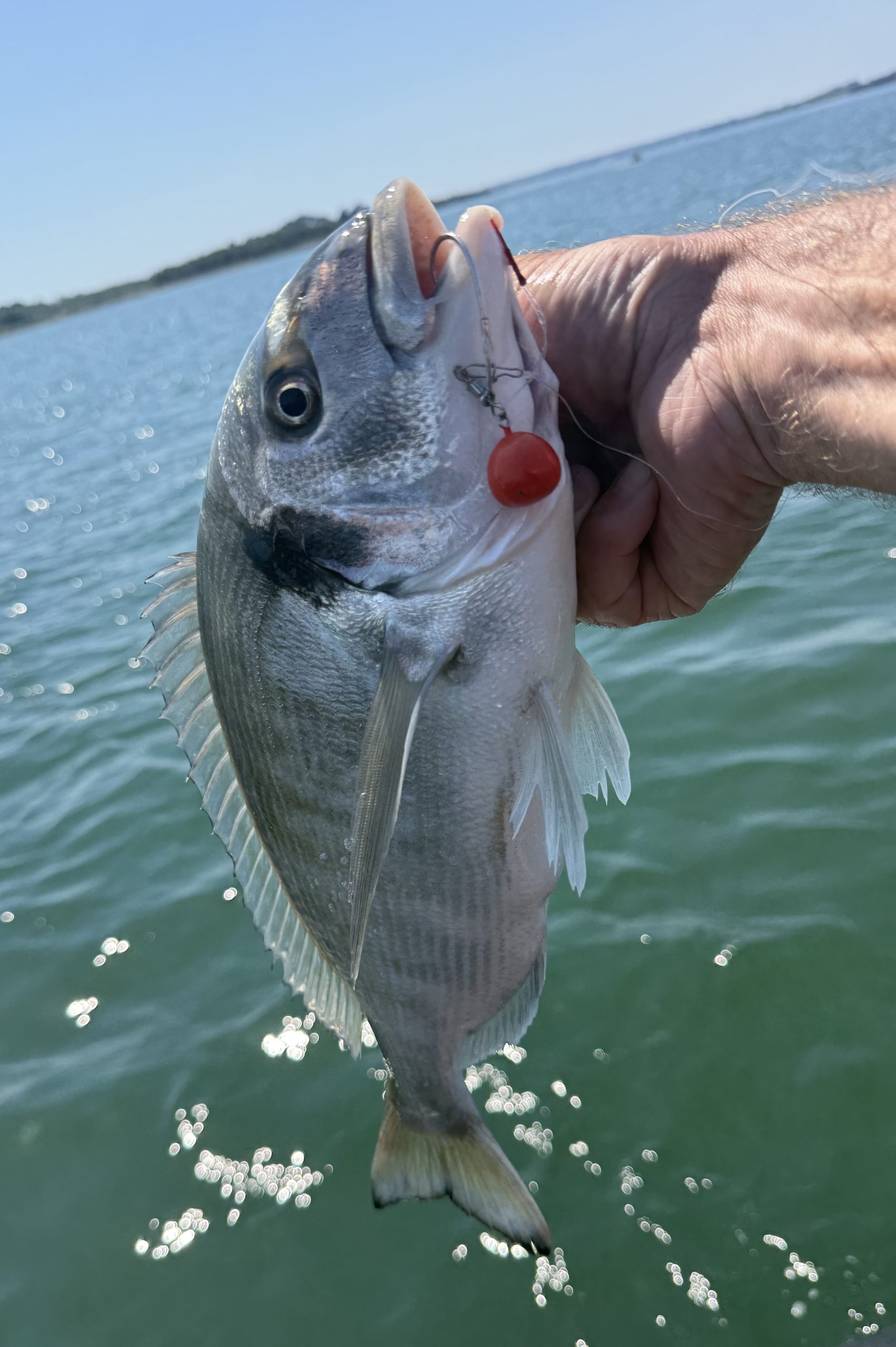 Dorade royale pêchée au tenya