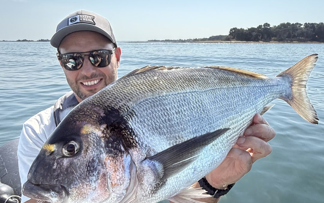 Dorade royale pêchée dans le golfe du morbihan