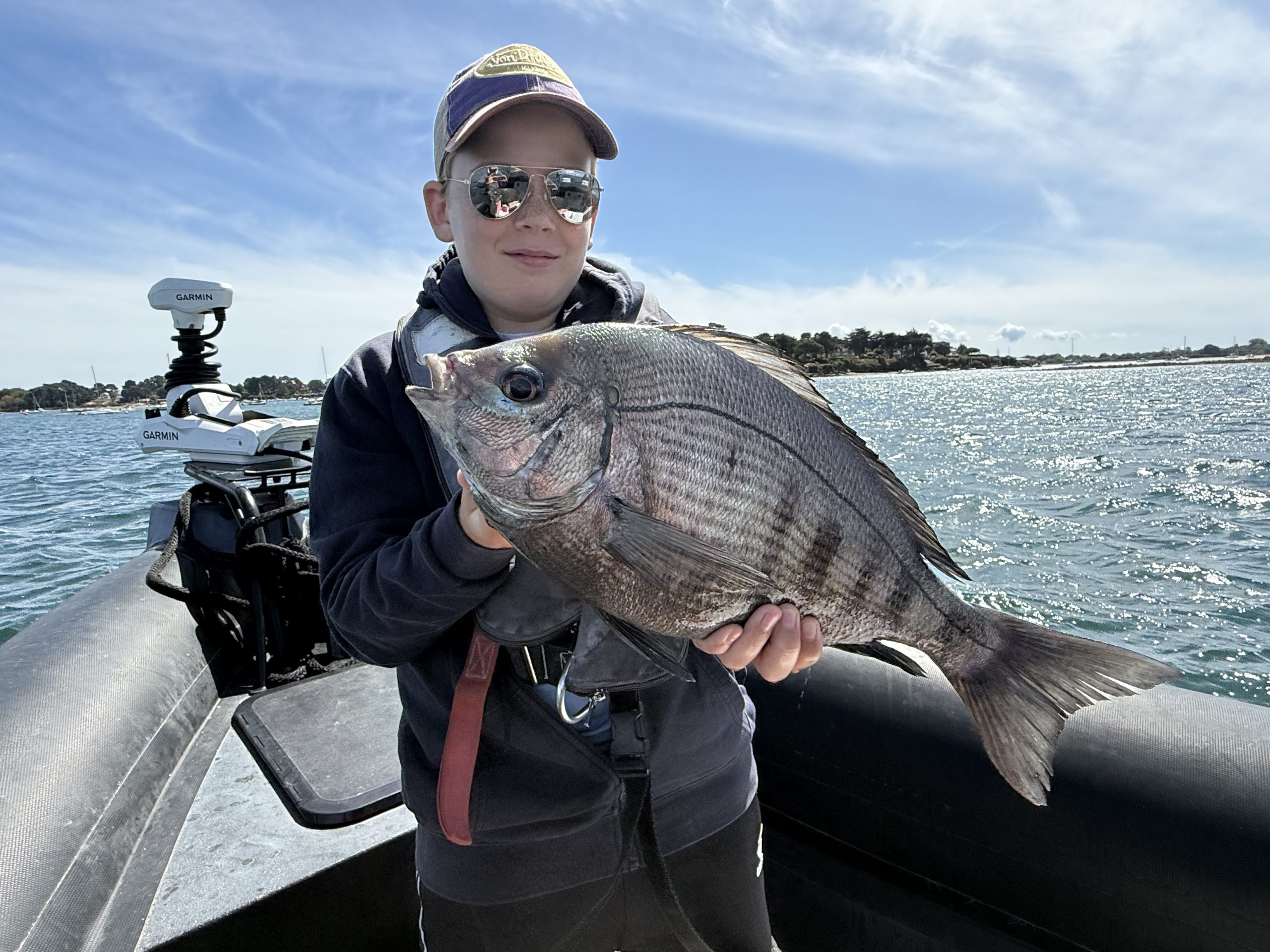 Dorade grise du Golfe du Morbihan