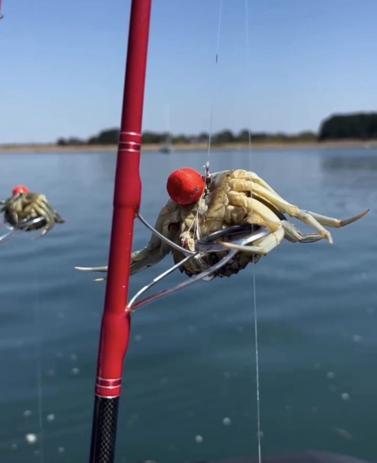 Tenya esché d'une crabe vert